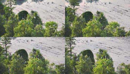 4K120p白鹭湿地乡村农田生态保护高清在线视频素材下载