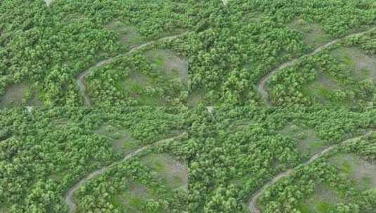 4k广东江门滨海新区银湖湾湿地红树林航拍高清在线视频素材下载