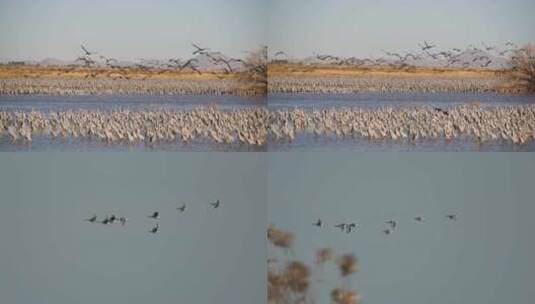 【航拍】湿地鸟群高清在线视频素材下载