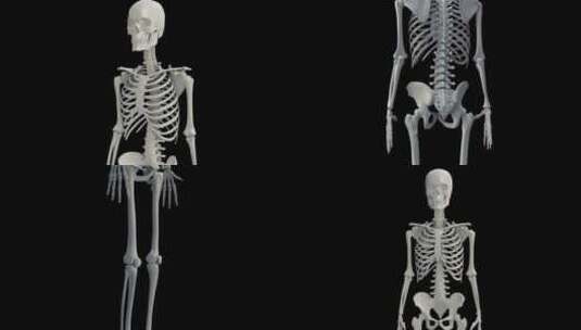 3D骨架模型高清在线视频素材下载