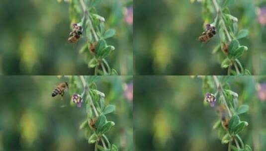 枸杞花枸杞蜜蜜蜂采蜜高清在线视频素材下载