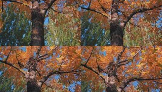 秋天树木高清在线视频素材下载