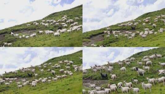 祁连山草原羊群羔羊戈壁滩羊 高山羊高清在线视频素材下载