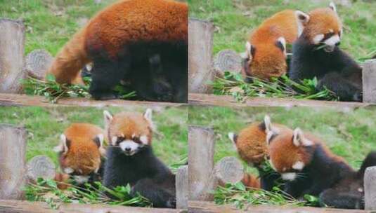 小熊猫吃竹子高清在线视频素材下载