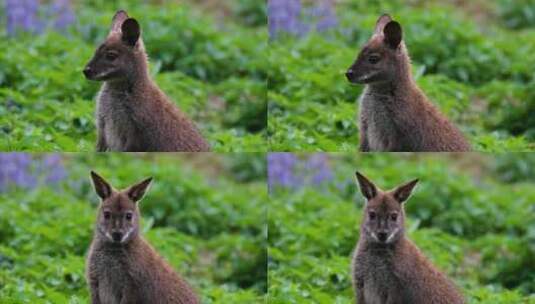 动物集锦澳大利亚的小袋鼠高清在线视频素材下载