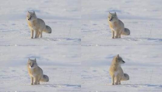 冬季 沙狐高清在线视频素材下载
