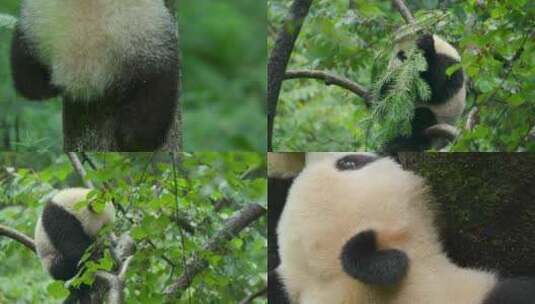 大熊猫四川成都国宝野生动物小熊猫旅游高清在线视频素材下载