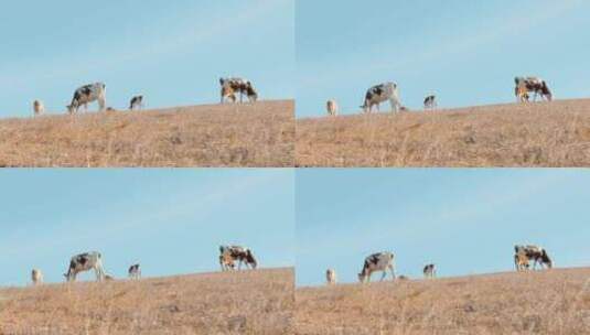 4K拍摄内蒙奶牛在草地上悠然的吃草高清在线视频素材下载