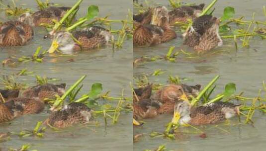 散养土鸭子戏水游泳潜水觅食高清在线视频素材下载