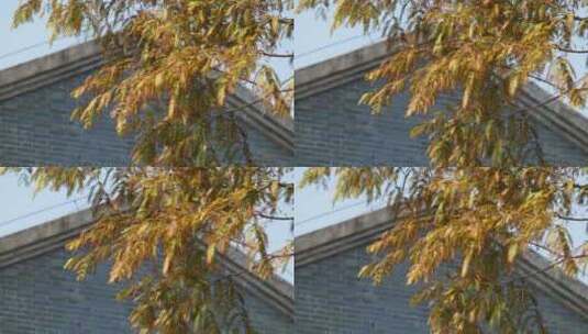 秋天树叶变黄落羽杉枫叶微风高清在线视频素材下载