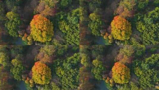 秋天里一棵黄叶的树高清在线视频素材下载