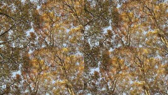 仰拍秋天金色茂盛的梧桐叶高清在线视频素材下载