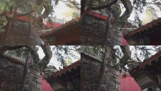 北京戒台寺古松树视频素材高清在线视频素材下载