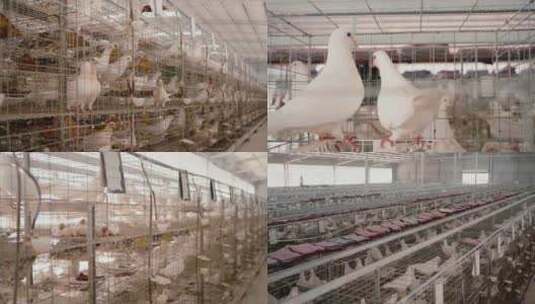 鸽子 家禽农场 鸽子养殖高清在线视频素材下载