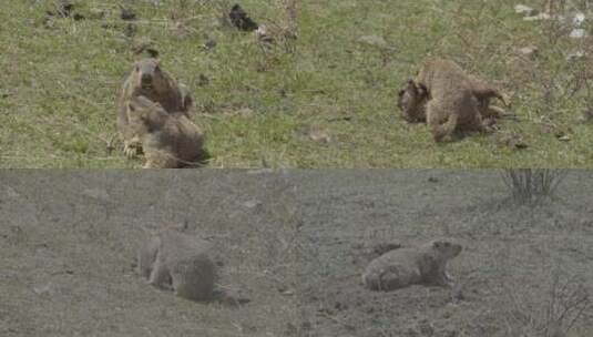 4K自然高原动物两只旱獭打架不是土拨鼠高清在线视频素材下载