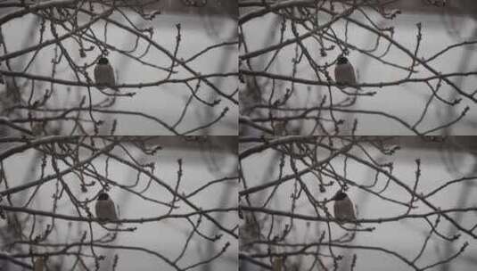 灰喜鹊在大雪中高清在线视频素材下载