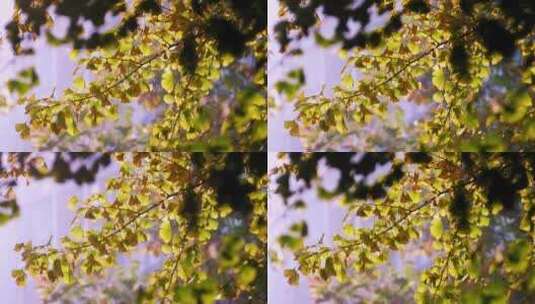 秋天的银杏叶高清在线视频素材下载