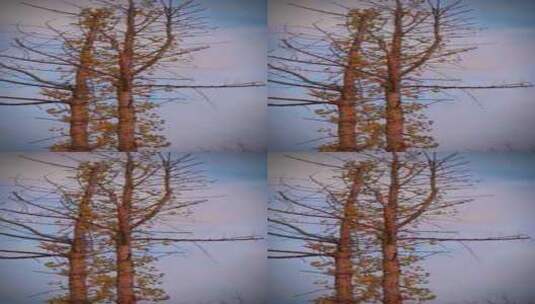双木成林 秋风中的枫树高清在线视频素材下载