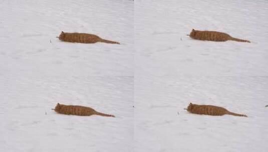 下雪天小猫在雪地玩雪玩耍高清在线视频素材下载