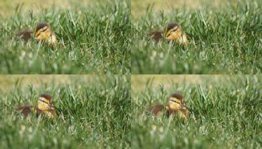 草地上熟睡的小鸭子高清在线视频素材下载