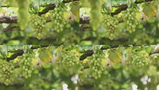 葡萄园里一串串香甜诱人的葡萄高清在线视频素材下载