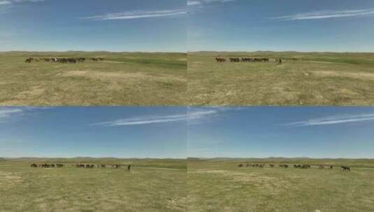 草原上奔跑的马群高清在线视频素材下载