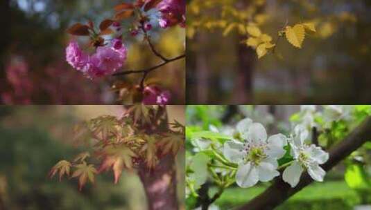 自然风景春季花草树叶实景拍摄合集高清在线视频素材下载