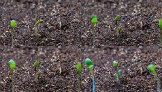 春天板蓝根种子发芽生长延时摄影高清在线视频素材下载
