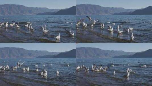 清晨湖边海鸥群高清在线视频素材下载