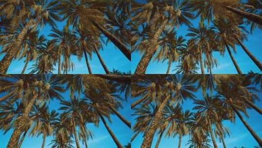 天空下的椰子树叶子高清在线视频素材下载