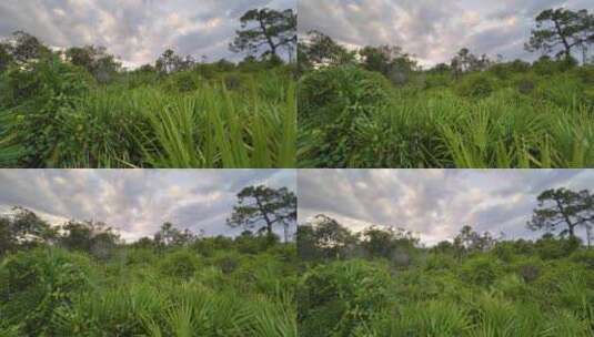 热带雨林生态系统佛罗里达丛林，南部有绿色高清在线视频素材下载