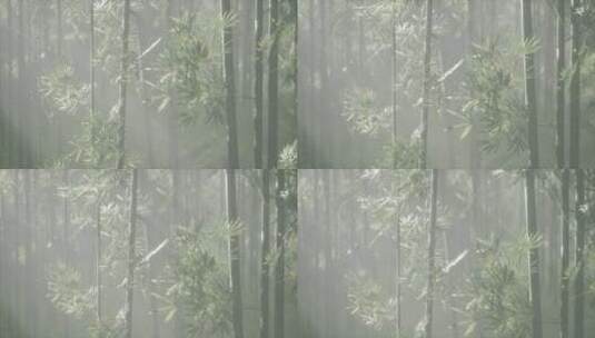 在宁静的中国风景中，一棵被薄雾包围的宁静高清在线视频素材下载