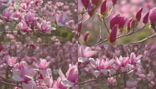 春天紫玉兰花高清在线视频素材下载