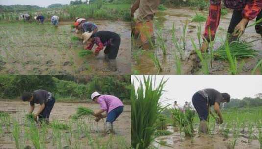 插秧 农耕 劳作 栽秧 水稻种植高清在线视频素材下载