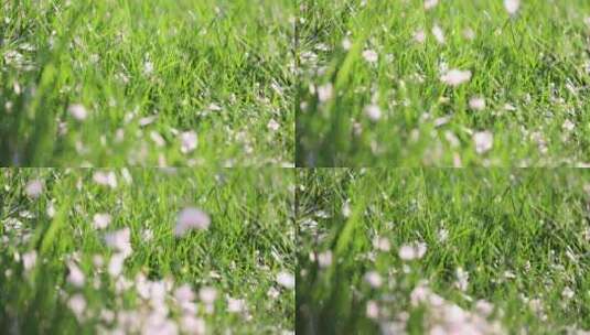（慢镜）春天樱花飘落在绿色的草地上高清在线视频素材下载
