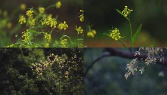 下雨天树叶菜花实拍高清在线视频素材下载