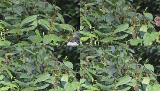 西湖龙井茶树上的茶叶嫩芽特写高清在线视频素材下载