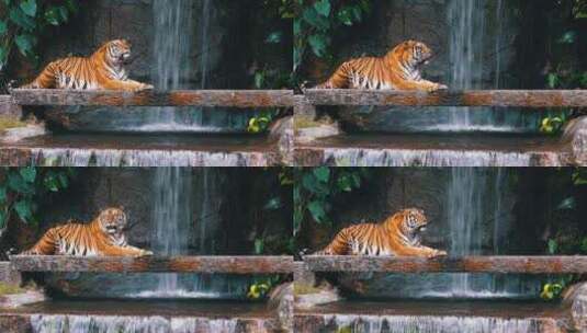 老虎躺在瀑布附近的岩石上泰国高清在线视频素材下载