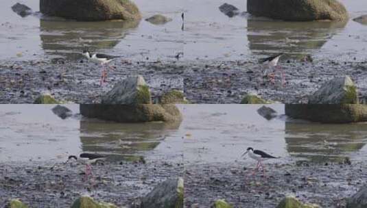 黑翅长脚鹬深圳湾公园自然湿地滩涂3123高清在线视频素材下载