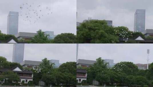 实拍城市中鸽子飞翔1高清在线视频素材下载