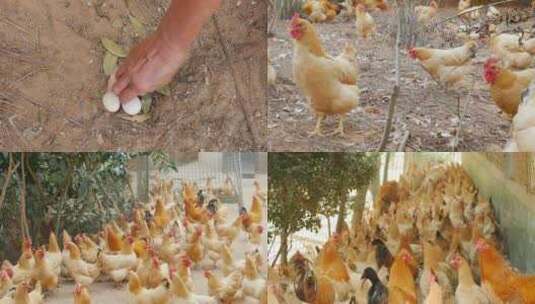 鸡母 鸡 三黄鸡 走地鸡 养殖高清在线视频素材下载