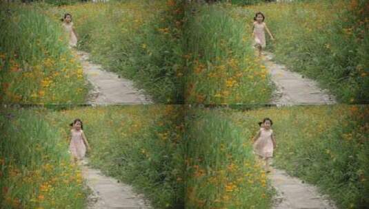 穿裙小女孩走在美丽乡村小道格桑花花海高清在线视频素材下载