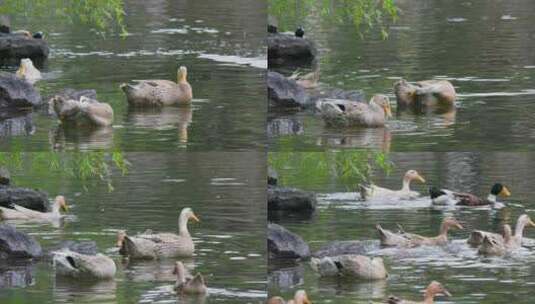 杨柳依依：湖畔鸭群嬉水慢动作特写高清在线视频素材下载