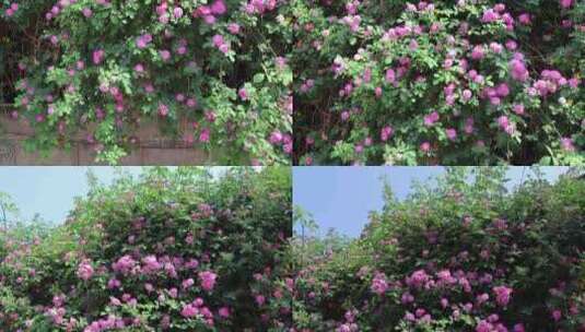 春天夏天蔷薇花鲜花花墙高清在线视频素材下载