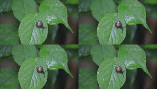 悠闲 蜗牛 缓慢爬行树叶雨水清新微距特写高清在线视频素材下载