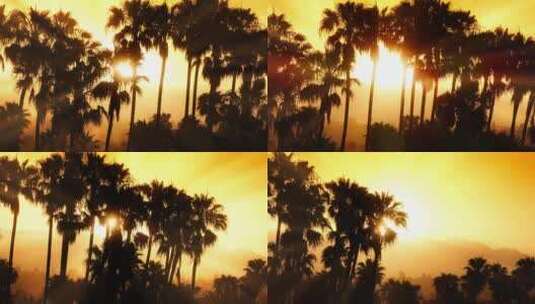 阳光在美国加州圣巴巴拉的棕榈树上闪烁高清在线视频素材下载