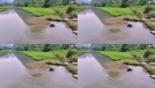 广西桂林田心村状元桥水牛在河里洗澡高清在线视频素材下载