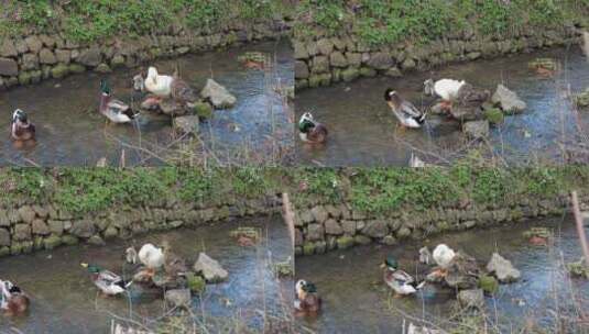 农村散养家禽鸭子实拍高清在线视频素材下载