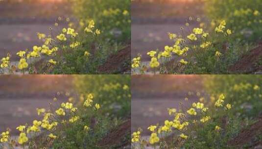 春天野花特写高清在线视频素材下载