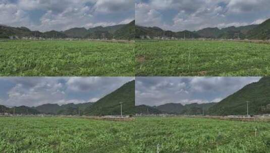 贵州毕节香葱豆苗种植基地航拍高清在线视频素材下载